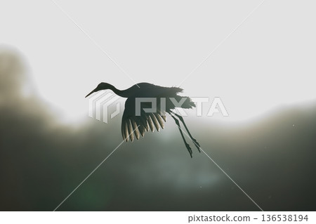 丹頂鶴逆光飛行 丹頂鶴逆光飛行 136538194