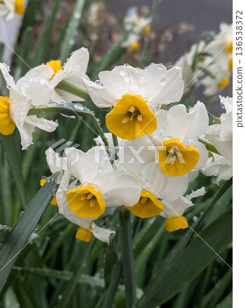 Yellow daffodil flowers blooming in the winter rain Winter scenery 136538372