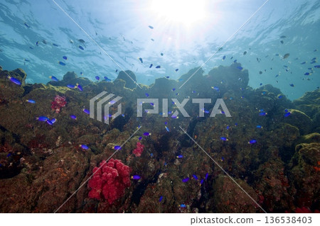 東井津富都藍雀鯛的水下照片 136538403