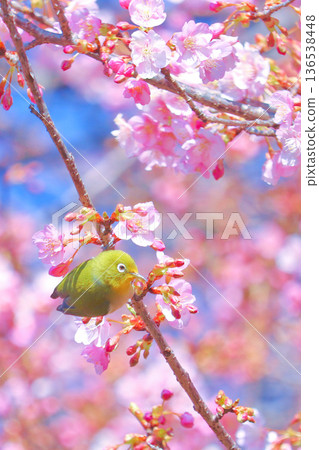 A Japanese white-eye perched on a vertical branch and Kawazu cherry blossoms in full bloom at Nishihirahata Park in Matsuda Town, Kanagawa Prefecture A Japanese white-eye perched on a vertical branch and Kawazu cherry blossoms in full bloom at Nishihirahata Park in Matsuda Town, Kanagawa Prefecture 136538448