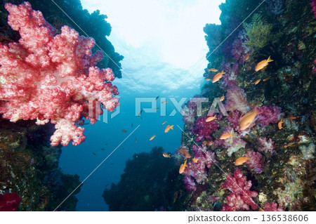 Underwater photography Higashiizu Kitagawa Goldfish Anthias Underwater photography Higashiizu Kitagawa Goldfish Anthias 136538606