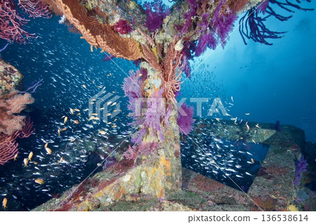 Underwater photo of Higashiizu Futo Goldfish Underwater photo of Higashiizu Futo Goldfish 136538614