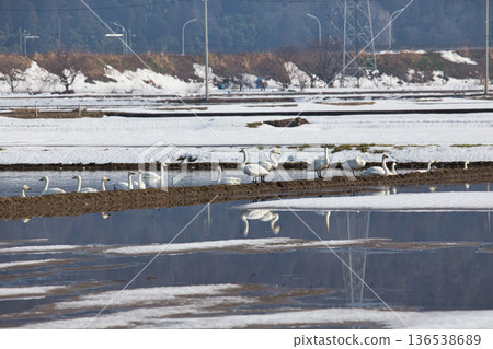 Winter visitors Winter visitors 136538689