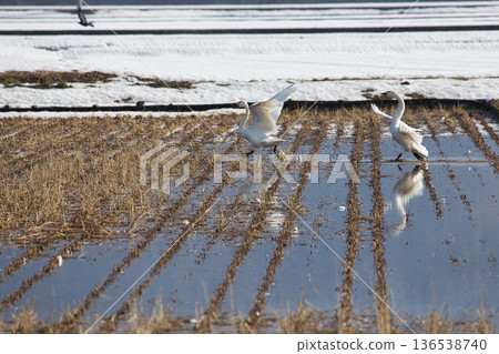 Winter visitors 136538740