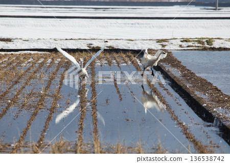 Winter visitors Winter visitors 136538742