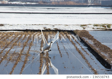 Winter visitors Winter visitors 136538743