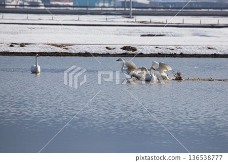 Winter visitors Winter visitors 136538777