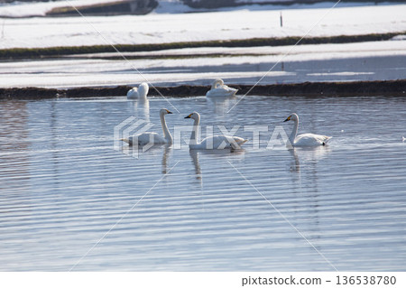 Winter visitors 136538780