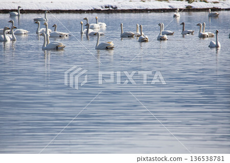Winter visitors Winter visitors 136538781