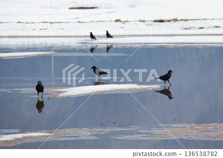 Winter visitors Winter visitors 136538782