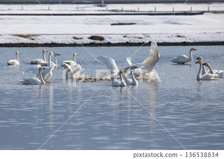 Winter visitors Winter visitors 136538834