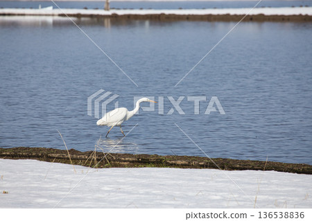 Winter visitors 136538836