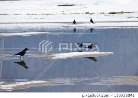 Winter visitors 136538841