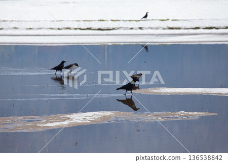 Winter visitors Winter visitors 136538842