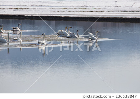 Winter visitors Winter visitors 136538847
