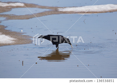 Winter visitors Winter visitors 136538851