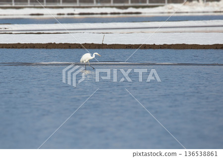 Winter visitors 136538861