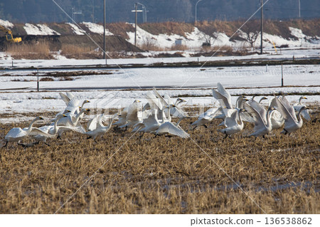 Winter visitors Winter visitors 136538862