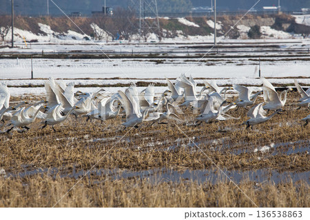 Winter visitors Winter visitors 136538863