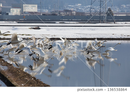 Winter visitors Winter visitors 136538864
