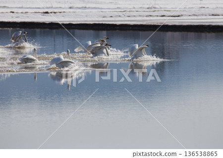 Winter visitors 136538865