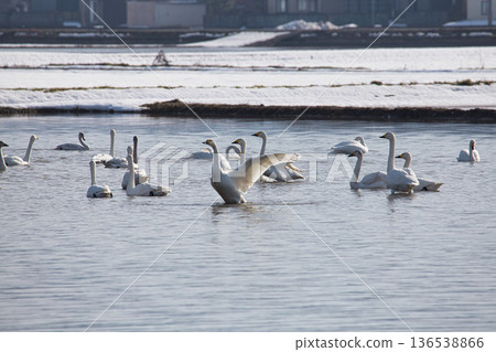 Winter visitors 136538866