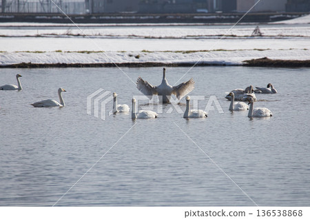 Winter visitors Winter visitors 136538868