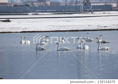 Winter visitors 136538870