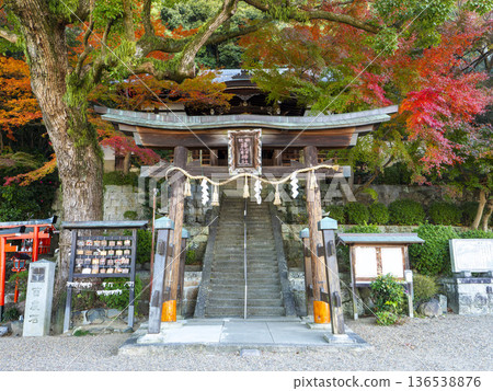 Beautiful autumn foliage at the shrine and torii gate 136538876