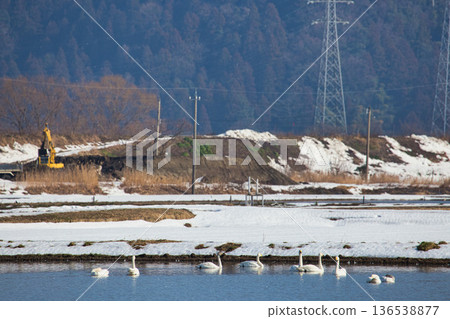 Winter visitors Winter visitors 136538877