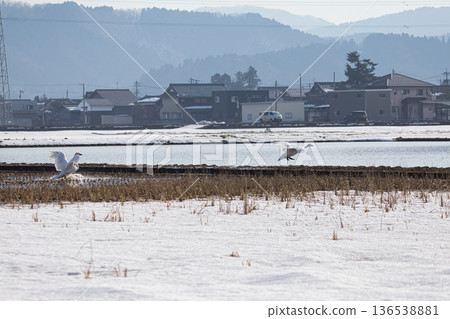 Winter visitors 136538881