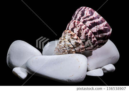 Maculated Top Shell Balanced On Smooth White Zen Stones 136538907