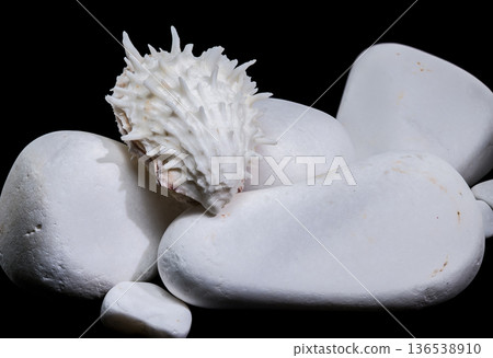 White Thorny Oyster Shell Balanced on Smooth Zen White Stones White Thorny Oyster Shell Balanced on Smooth Zen White Stones 136538910