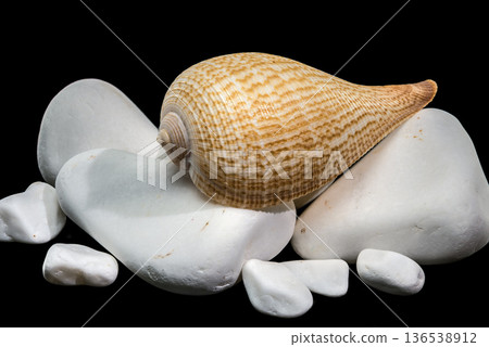 Elegant Fig Shell Sea Snail Balanced On Smooth White Stones Elegant Fig Shell Sea Snail Balanced On Smooth White Stones 136538912
