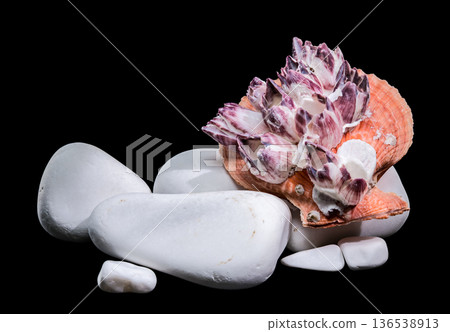 Orange Scallop Shell with Purple Barnacles on White Zen Stones Orange Scallop Shell with Purple Barnacles on White Zen Stones 136538913