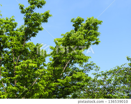 Blue sky and fresh green trees Blue sky and fresh green trees 136539010