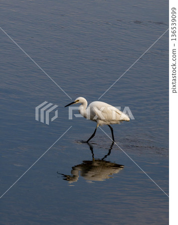 Little egret walking in the river looking for small fish Little egret walking in the river looking for small fish 136539099