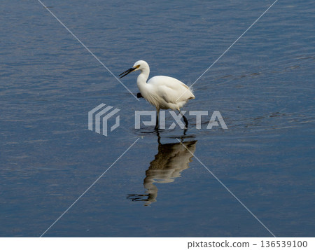Little egret walking in the river looking for small fish Little egret walking in the river looking for small fish 136539100