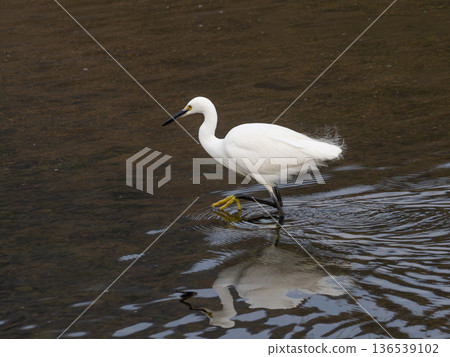 Little egret walking in the river looking for small fish 136539102