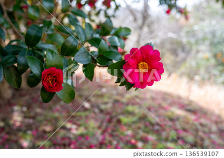 Sasanqua flowers blooming in winter Sasanqua flowers blooming in winter 136539107