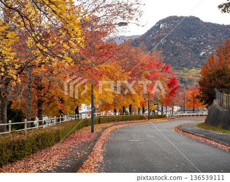 Autumn leaves of Green Hill Gohara's Taiwan Fuu 136539111