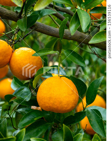 樹上長著椪柑 136539116