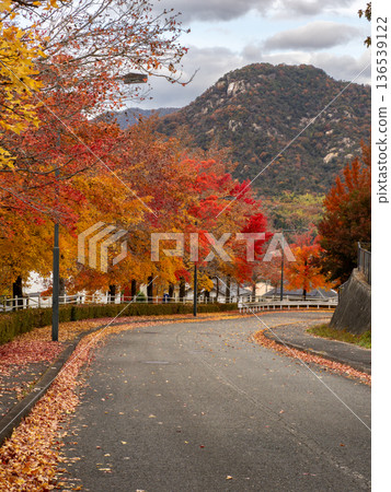 Autumn leaves of Green Hill Gohara's Taiwan Fuu Autumn leaves of Green Hill Gohara's Taiwan Fuu 136539122
