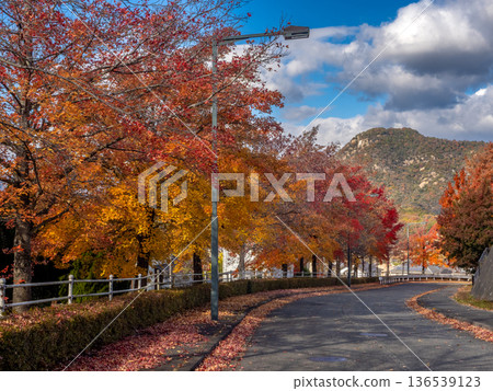 Autumn leaves of Green Hill Gohara's Taiwan Fuu Autumn leaves of Green Hill Gohara's Taiwan Fuu 136539123
