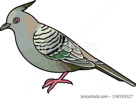 Illustration of a waxwing pigeon (landscape, transparent background) Illustration of a waxwing pigeon (landscape, transparent background) 136539127