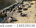 Wigeon/Lake Shidaka 136539136