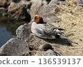 Wigeon/Lake Shidaka 136539137
