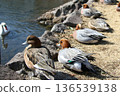 Wigeon/Lake Shidaka 136539138