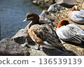 Wigeon/Lake Shidaka 136539139