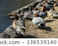 Wigeon/Lake Shidaka 136539140
